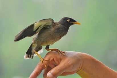 上海八哥鸟多少钱一只