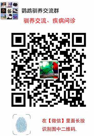 如何驯养八哥鸟?